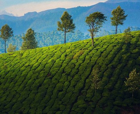 Mist, Spice & Still Waters – Kerala’s Green Soul